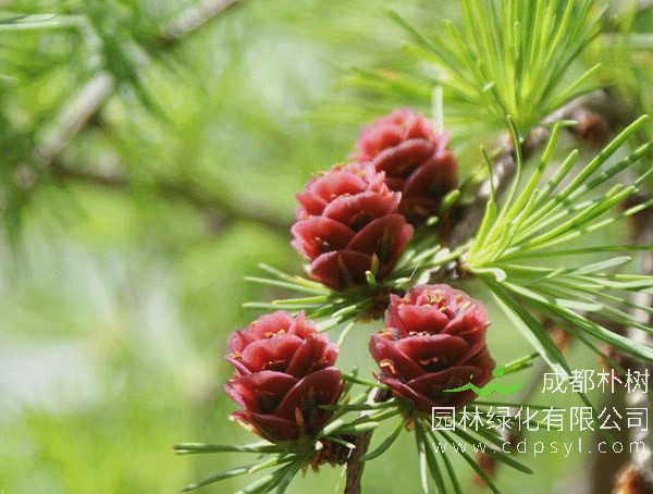 未来10年落叶松还值钱吗？落叶松种植前景怎么样？