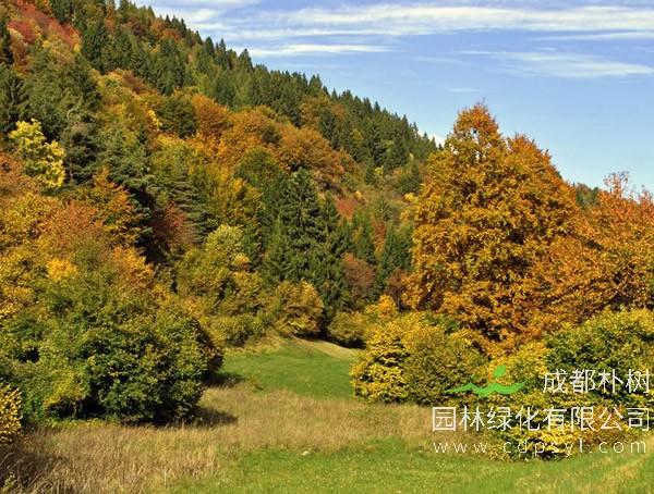 落叶松为什么不怕火烧？