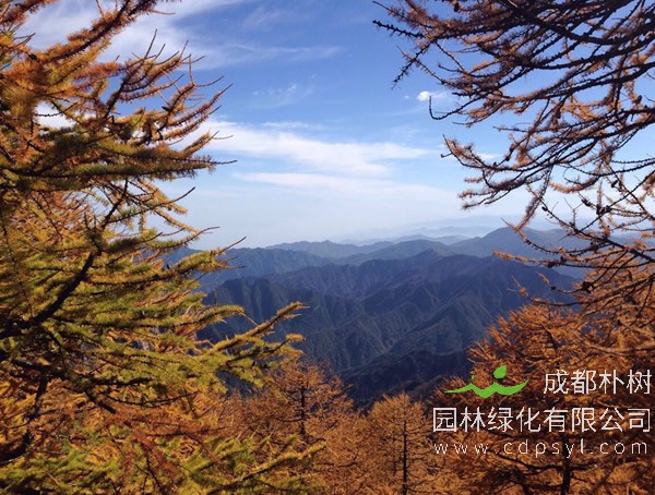 落叶松早期落叶是什么病？