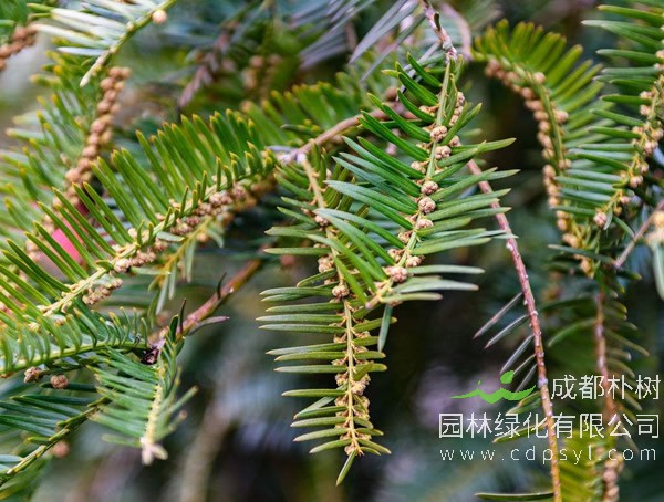 三尖杉的图片-形态特征-生长习性-地理分布以及经济价值