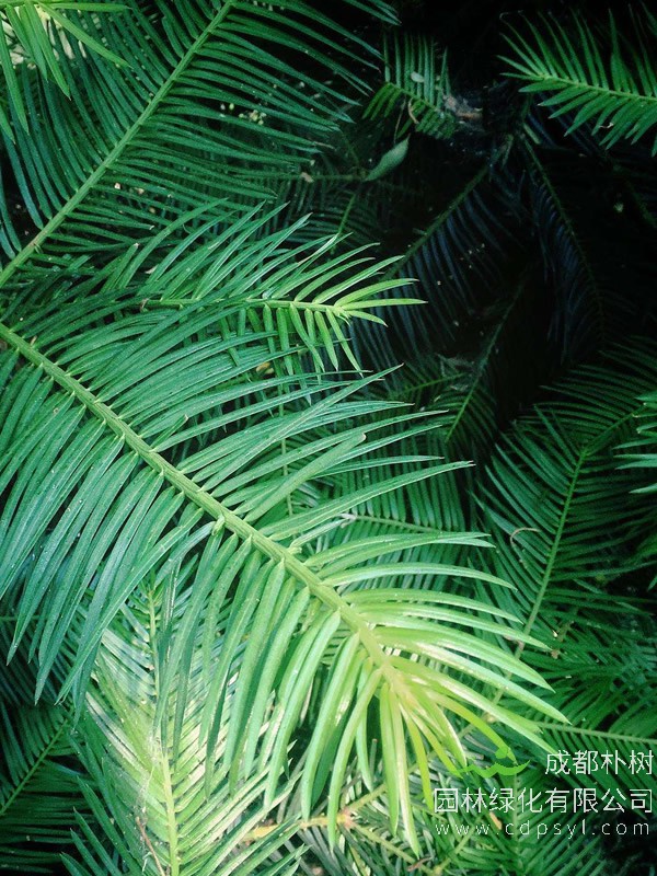 三尖杉分布在什么地方？