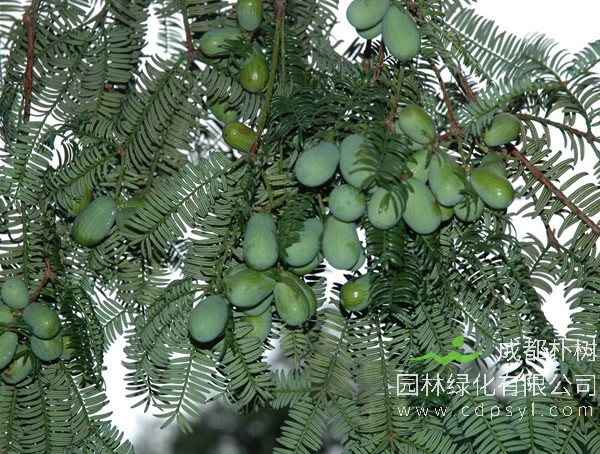 榧树的繁殖方法、栽培技术以及病虫害防治方法介绍
