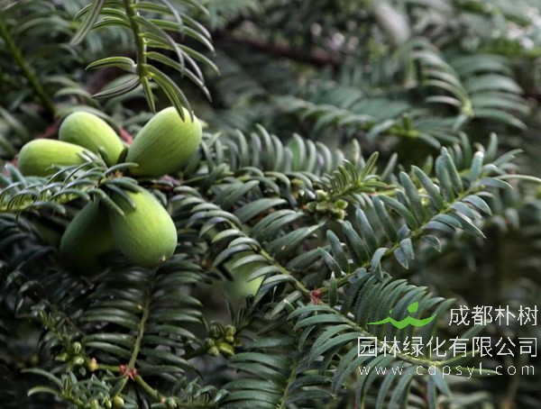 榧树分布在中国哪些地方？