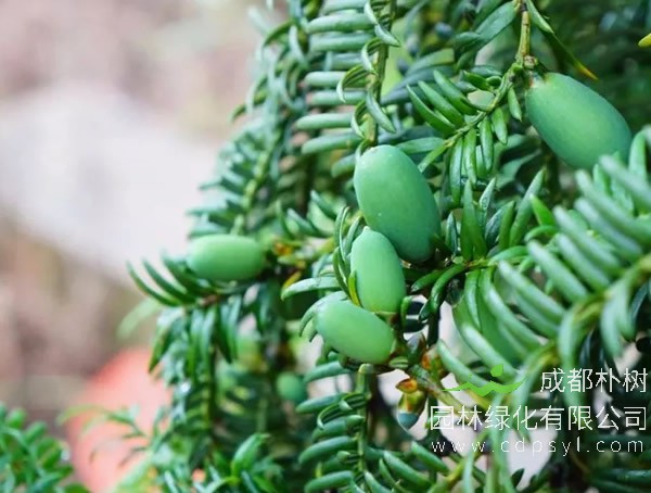 南方红豆杉与榧树的区别有哪些？