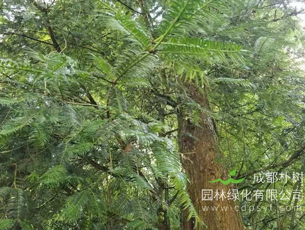 长叶榧树有哪些特性？