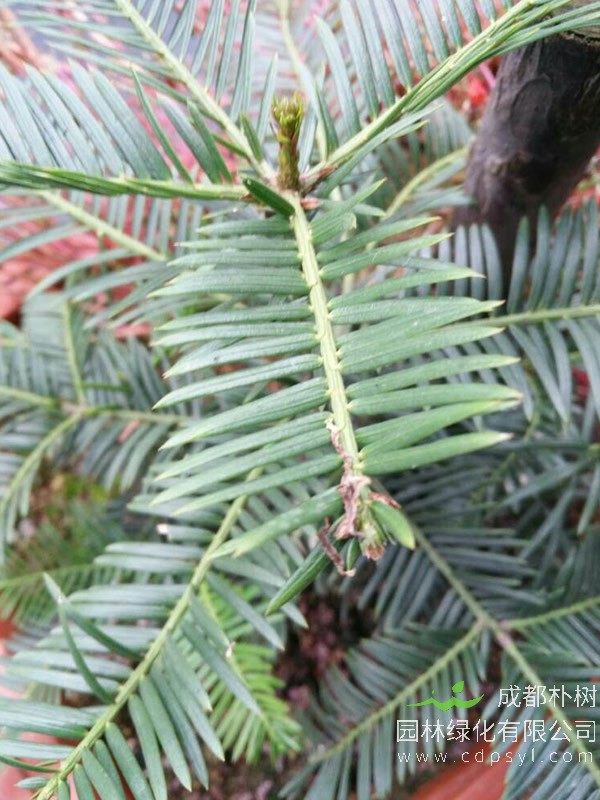 榧树的图片-形态特征-生长习性-地理分布以及主要价值