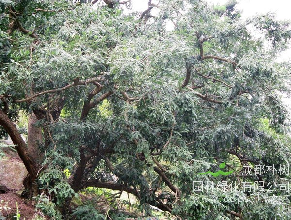 为什么要保护云南榧树？