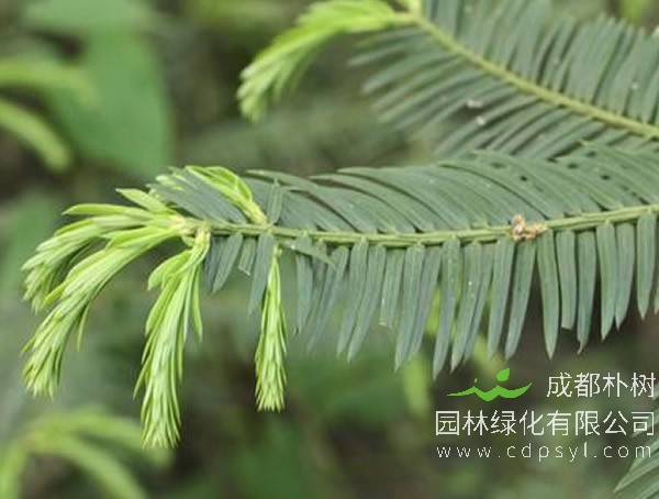 红豆杉和三尖杉的区别有哪些？