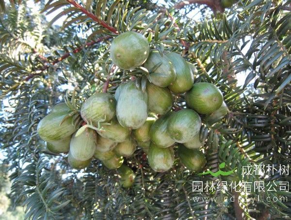 榧树的生长习性有哪些？