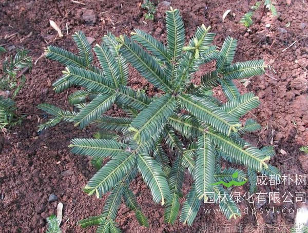 三尖杉有哪些功效？