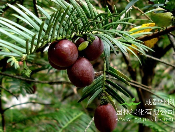 香榧和三尖杉应该怎么区分？