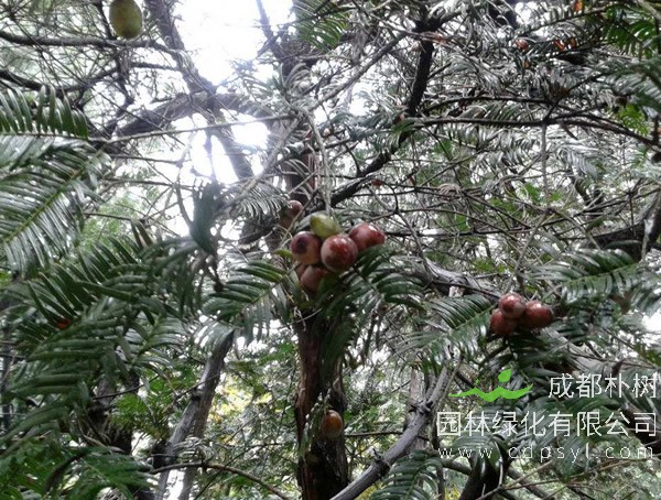 三尖杉属于几级保护树种？