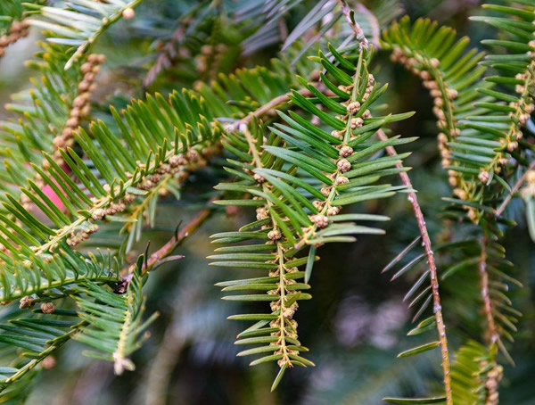 三尖杉的图片-形态特征-生长习性-地理分布以及经济价值