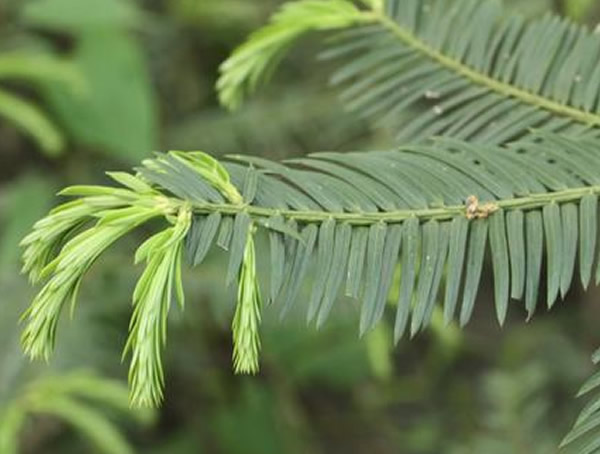 红豆杉和三尖杉的区别有哪些？