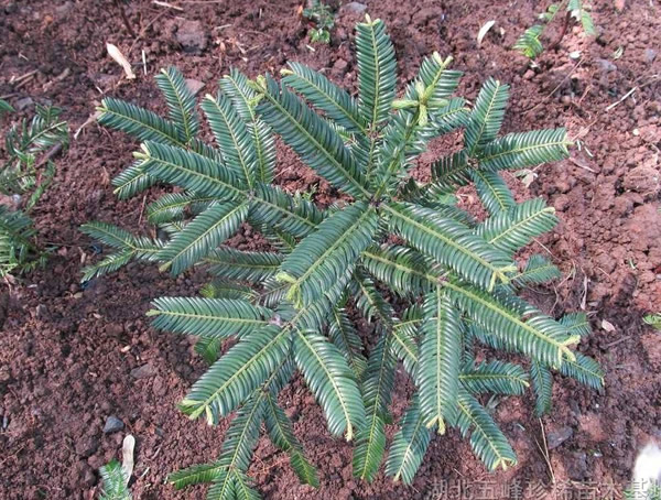 三尖杉有哪些功效？