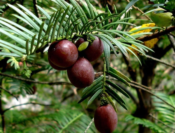 香榧和三尖杉应该怎么区分？