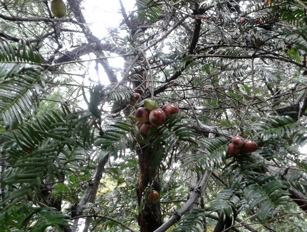 三尖杉属于几级保护树种？