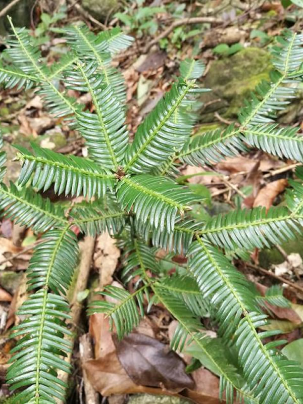 三尖杉的用途是什么？