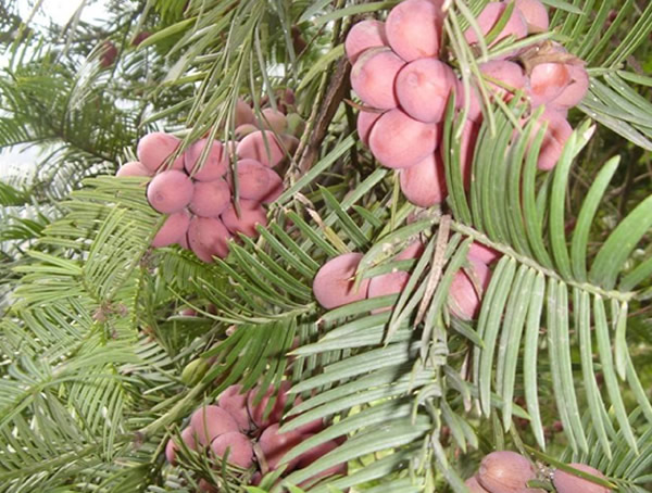 三尖杉的毒性表现在哪些方面？