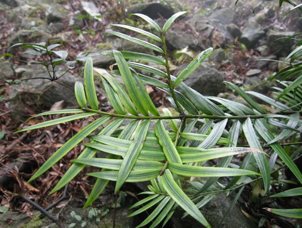 三尖杉是雌雄同株的植物吗？
