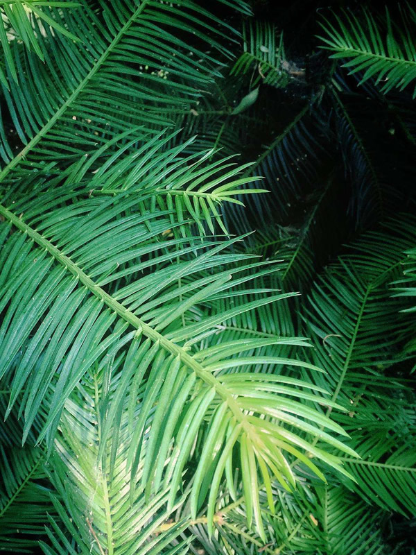 三尖杉分布在什么地方？