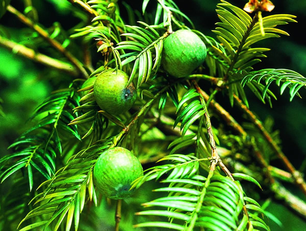榧树的图片-形态特征-生长习性-地理分布以及主要价值
