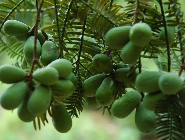 榧树有哪些作用？