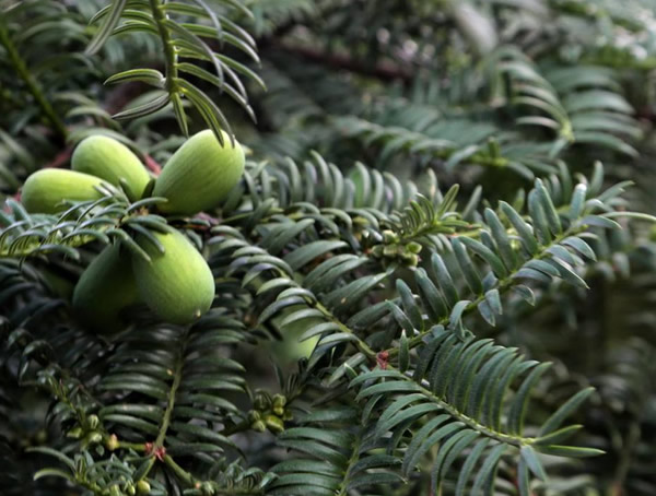 榧树分布在中国哪些地方？