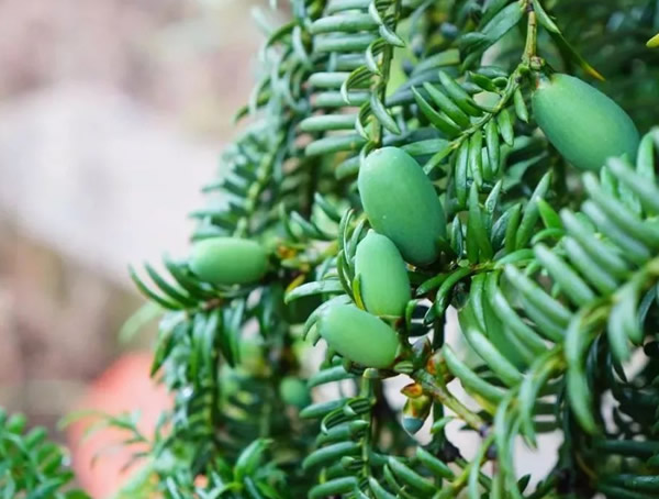 南方红豆杉与榧树的区别有哪些？