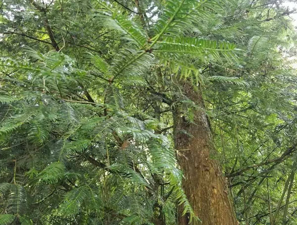 长叶榧树有哪些特性？