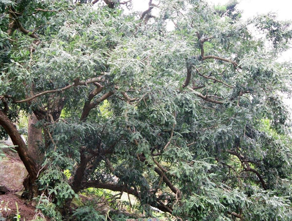 为什么要保护云南榧树？