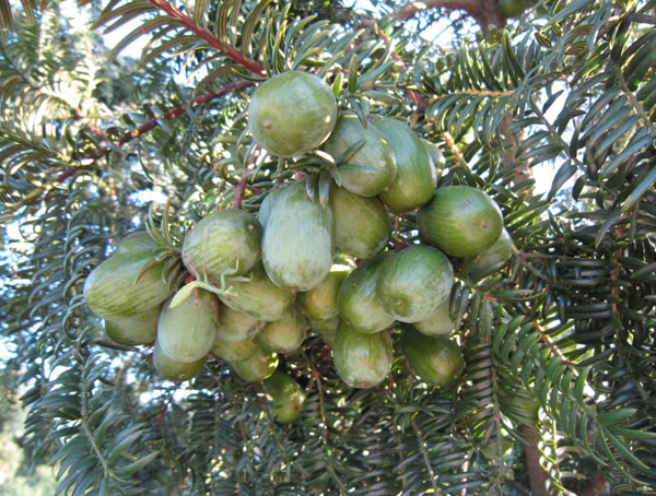 榧树的生长习性有哪些？