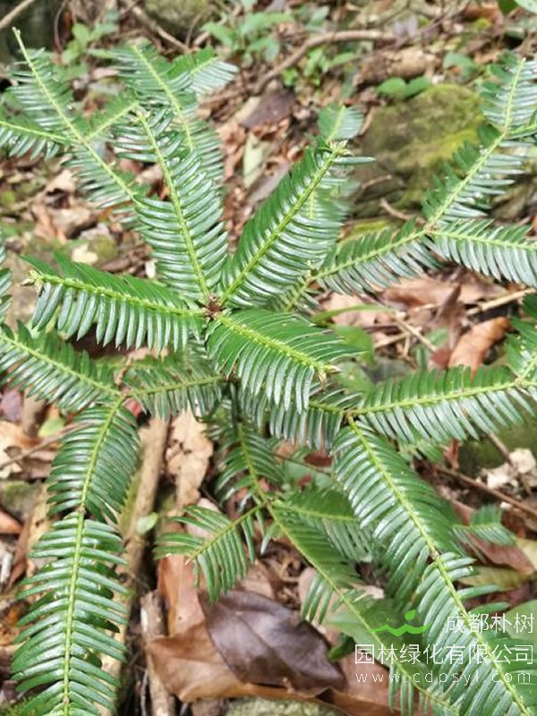 三尖杉的图片-形态特征-生长习性-地理分布以及经济价值