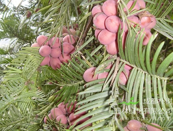 三尖杉的毒性表现在哪些方面？