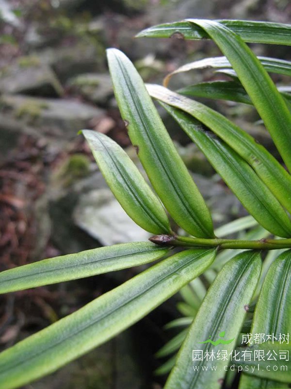 三尖杉在什么时候栽培好？