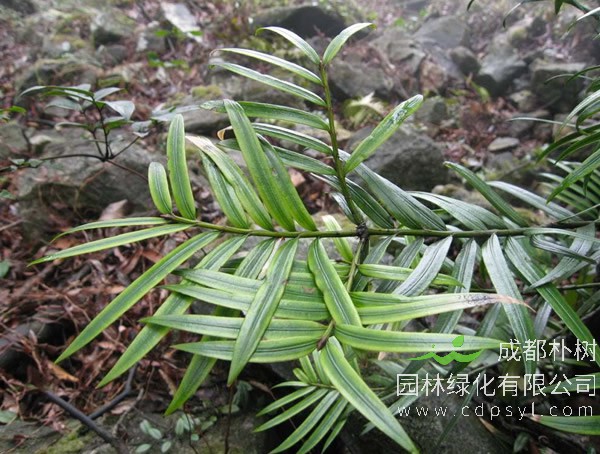 三尖杉是雌雄同株的植物吗？