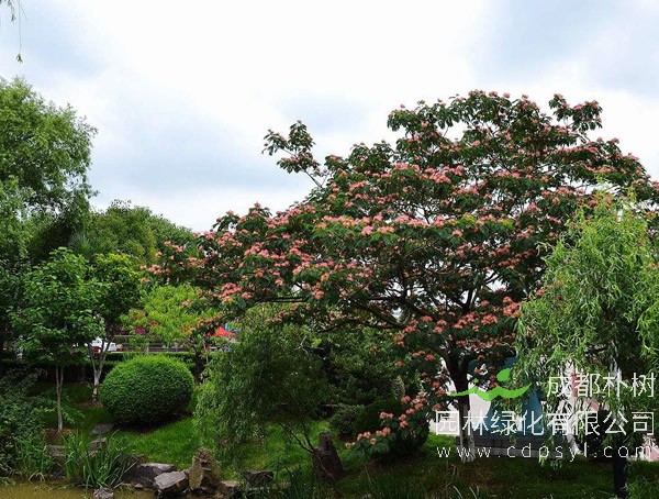 合欢树报价