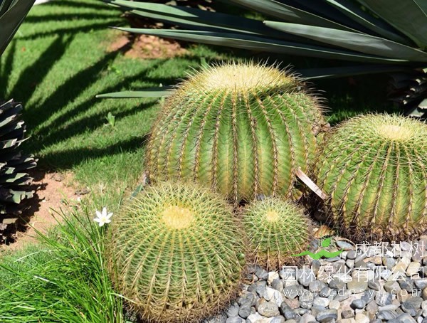 仙人球报价