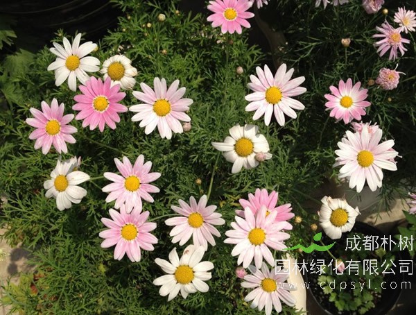 玛格丽特花报价