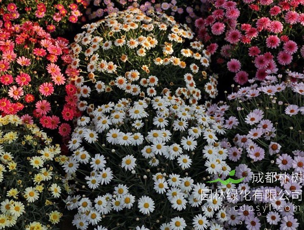 玛格丽特花报价