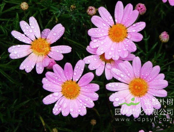 玛格丽特花报价