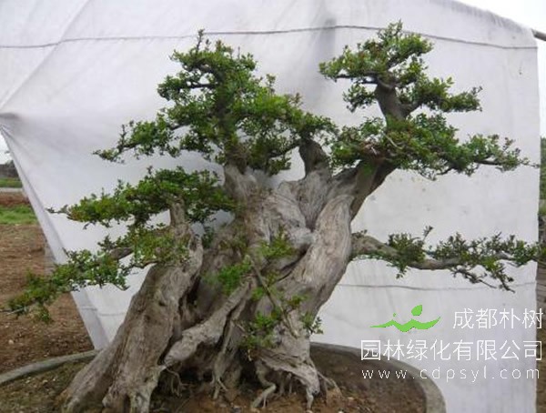 对节白蜡盆景报价