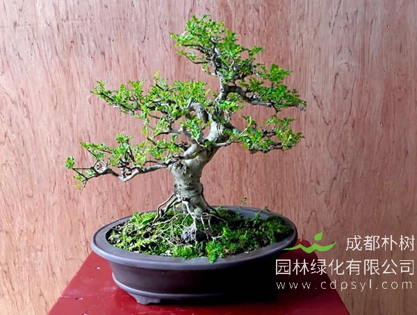 对节白蜡盆景报价