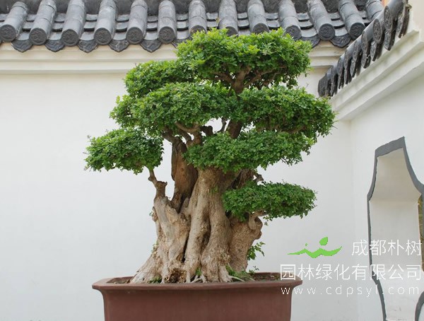 对节白蜡盆景报价