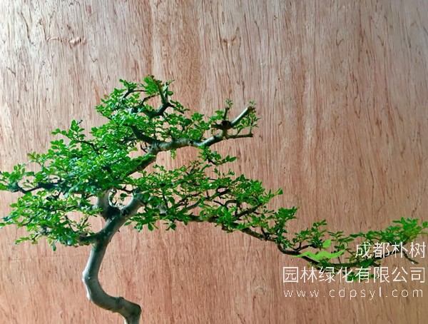 对节白蜡盆景报价