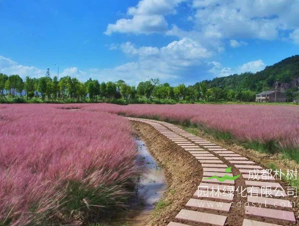 粉黛乱子草报价