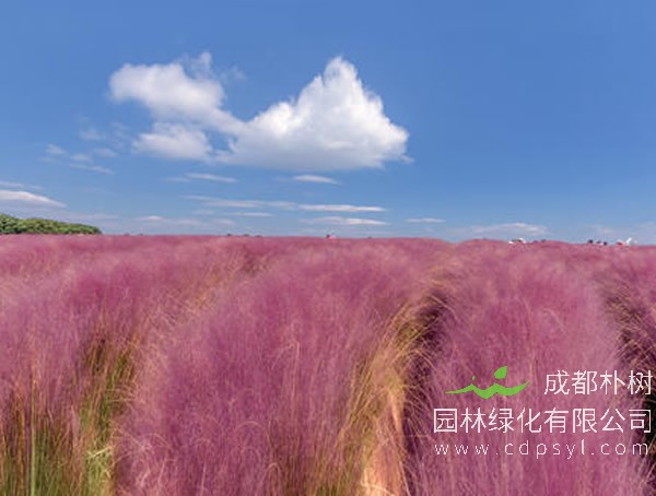 粉黛乱子草报价