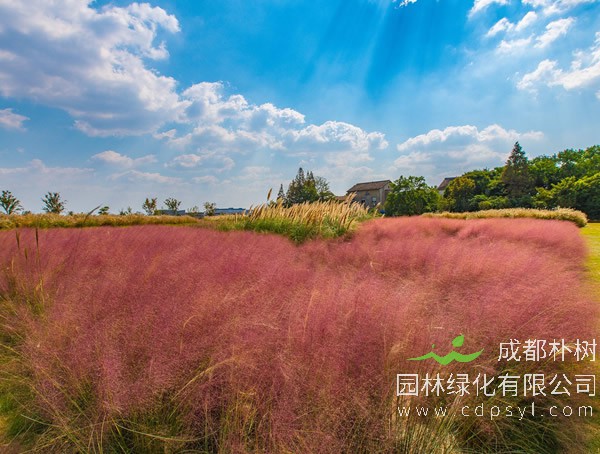 粉黛乱子草报价