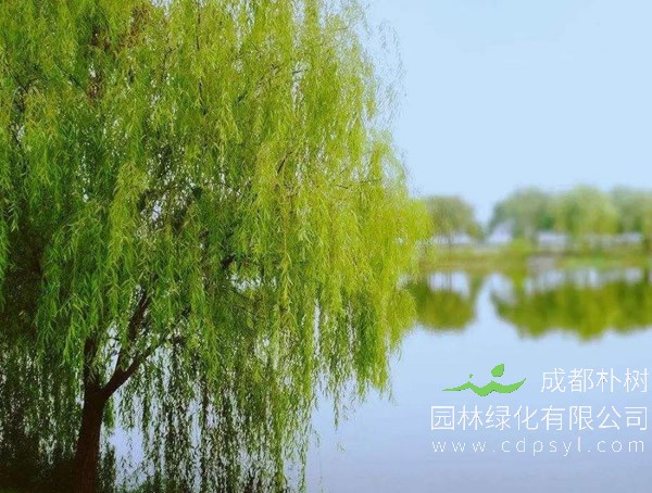 垂柳报价
