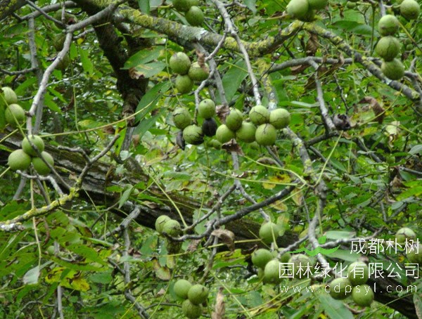 核桃树报价